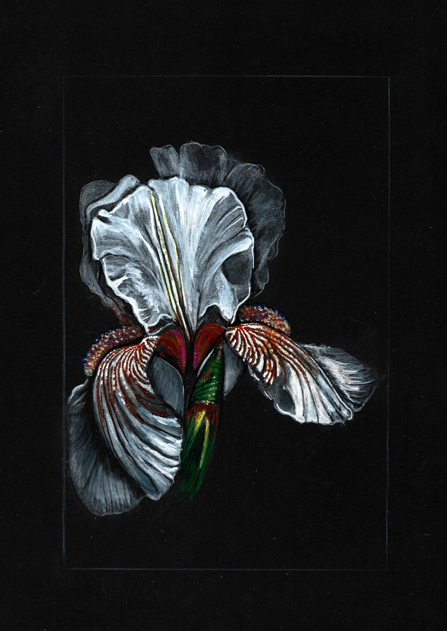 Whispers of the Iris - Ltd Edition Printed Artwork A5 and A4 