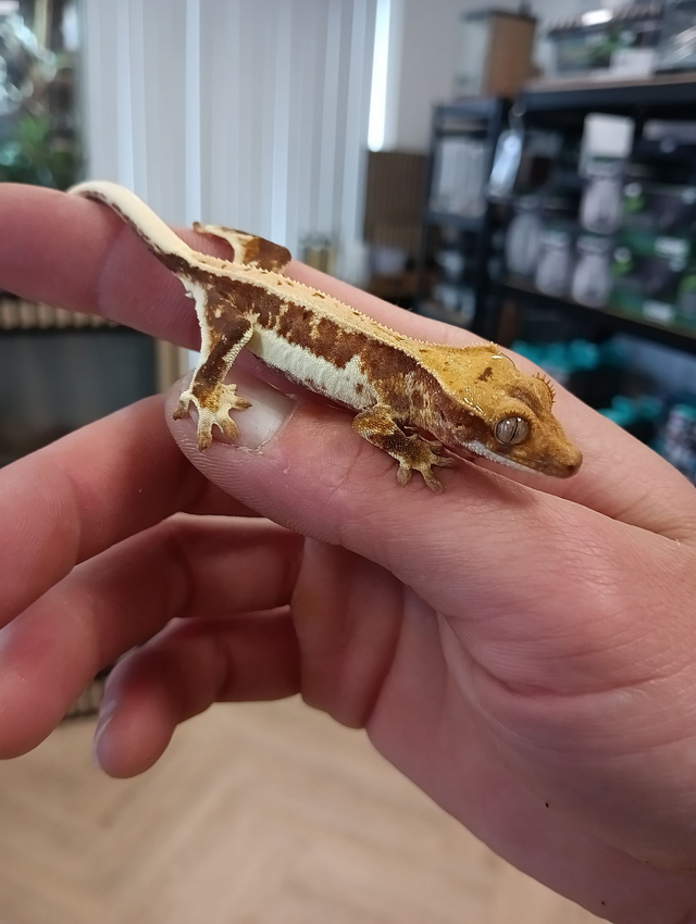 Wimpergekko's