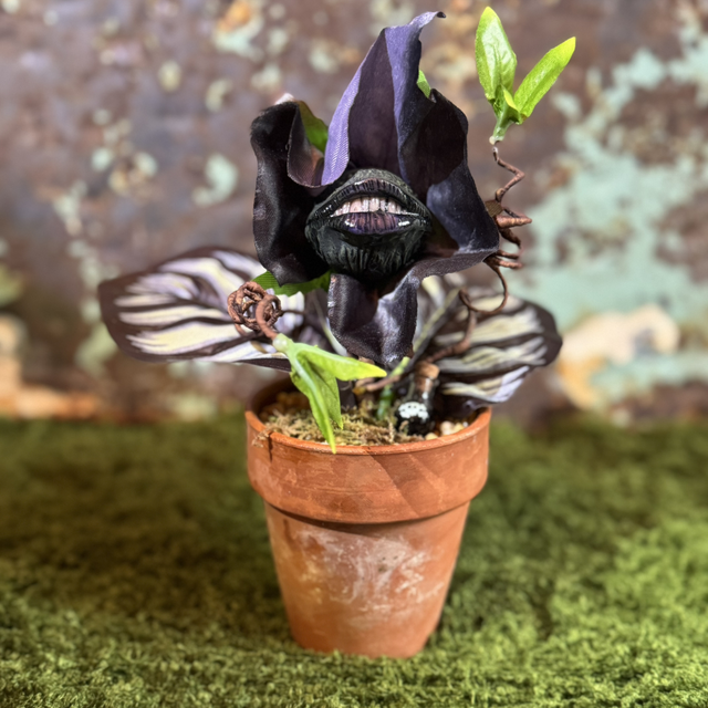 4.🌱 Specimen Name: The Midnight Maw