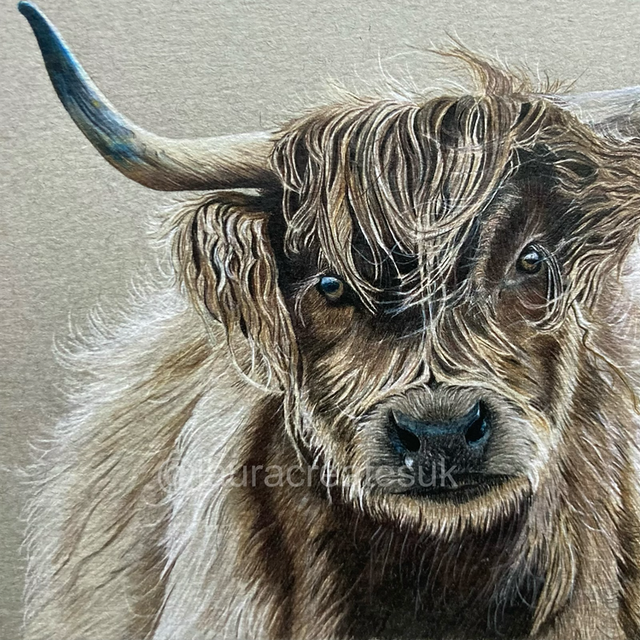 Highland Cow Fine Art Print