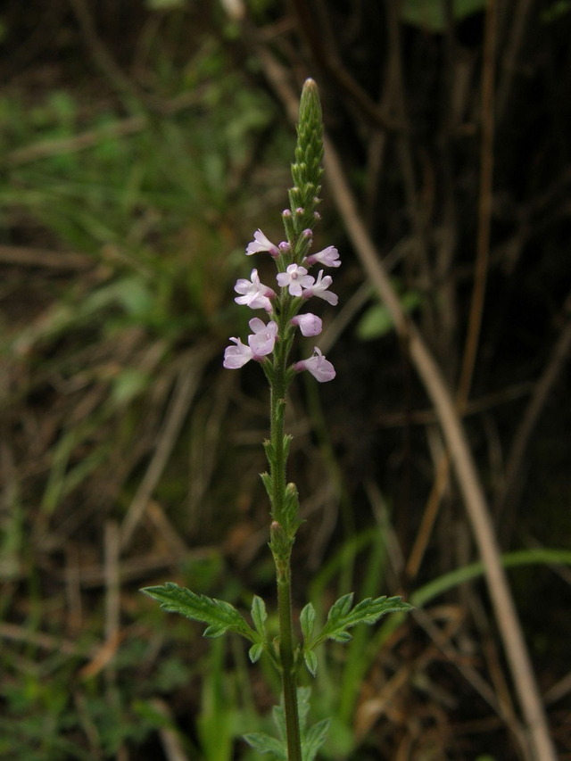 Verveine officinale (Verbena officinalis)