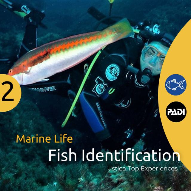 Fish Identification Diving