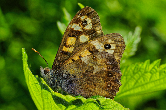 Tircis sur une feuille