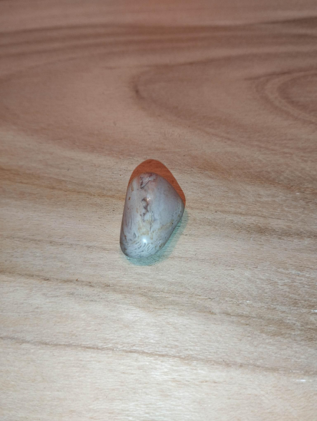 Bois fossile ou bois pétrifié 