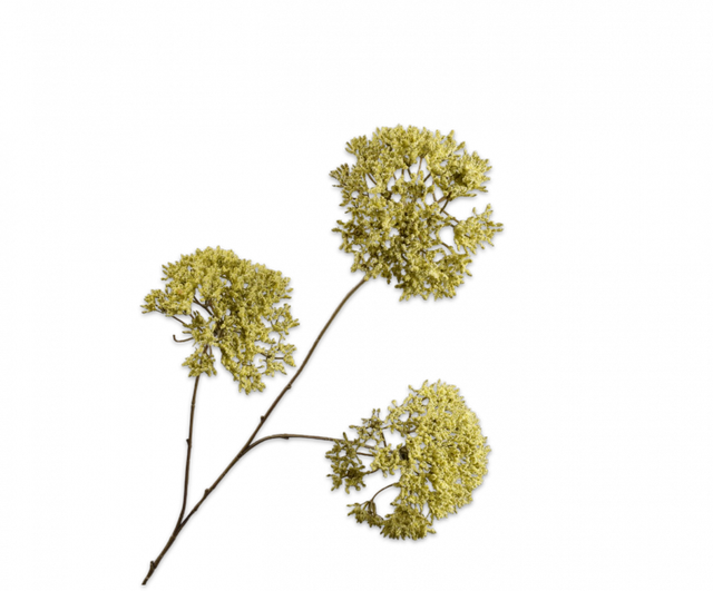 Silk-aka Trachelium Tak Groen Lt 85cm