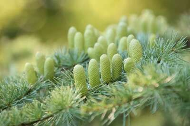 Fondants parfumés Cèdre