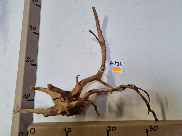 Racine araignée A-233