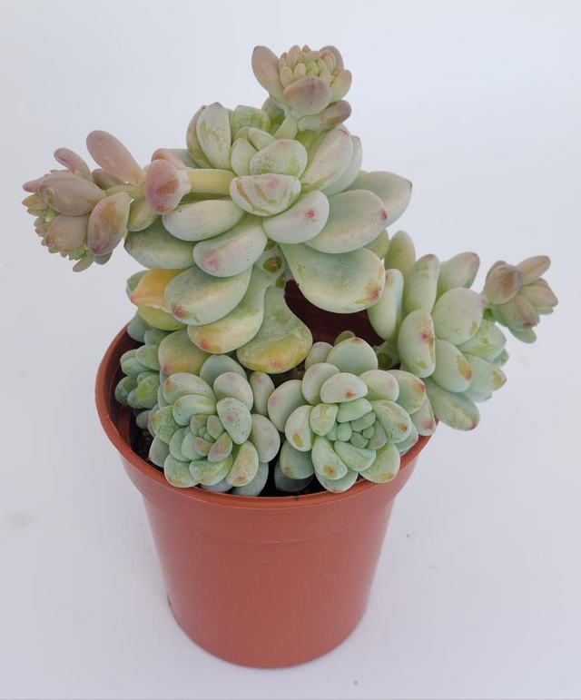 Sedum clavatum - Large plant!