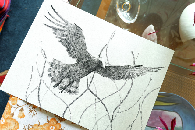 Illustration noir et blanc "Le vol du circaète"