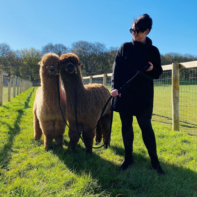 Alpacas of Acton Farm Tour Alpaca Walk