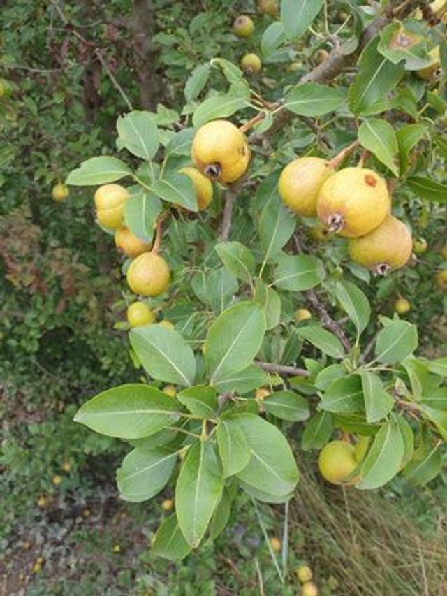 Poirier Commun (Pyrus communis)