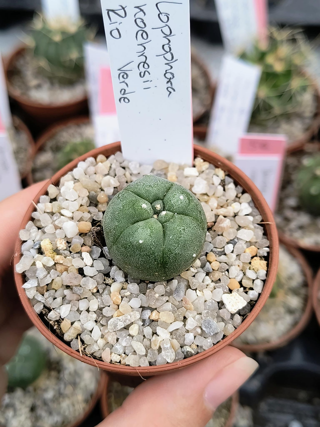 Lophophora koehresii Rio Verde