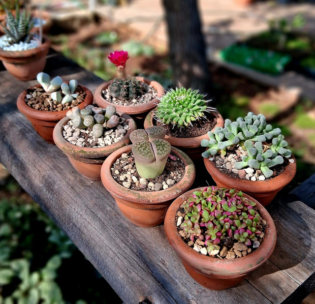 D38 . Cactus e succulente in vaso di terracotta delle antiche Fornaci di Ragalna