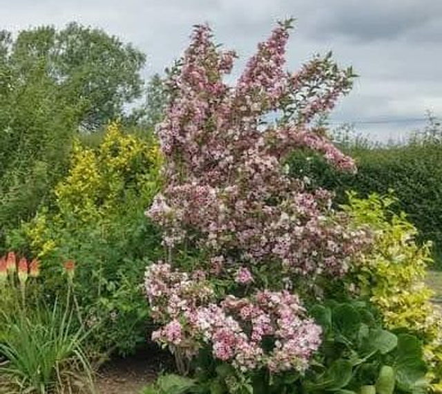 Weigela ‘Florida’ - 1ltr pot