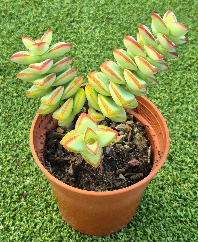 Crassula rupestris 'High Voltage'