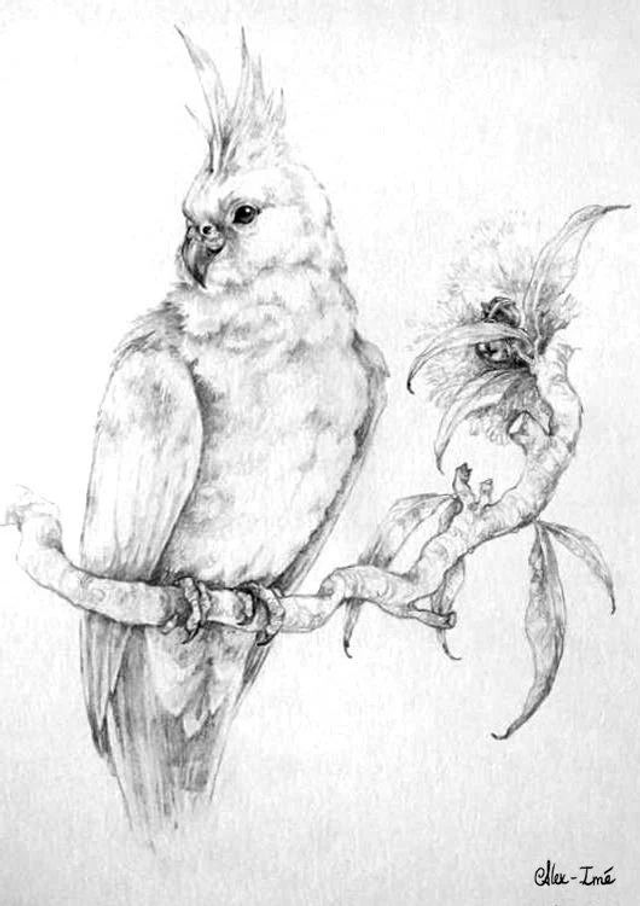 Format A5, un animal, noir et blanc _ Commande Originaux - Dessin naturaliste