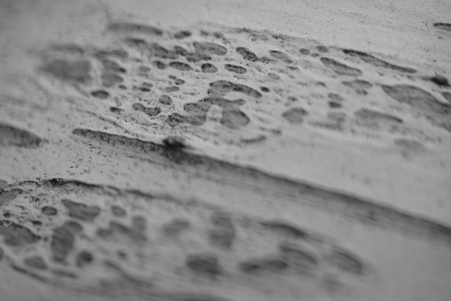 15 Epiderme Arborescent