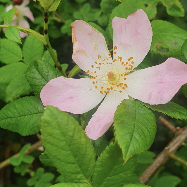 Rosiers sauvages (Rosa sp.)