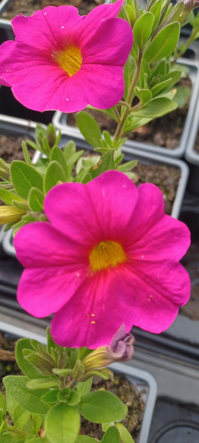 Petchoa Supercal Neon Rose