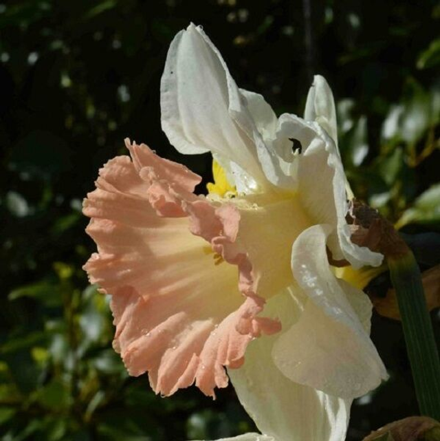 Narcisses &#039;Birma&#039; – Jaune éclatant et parfum printanier