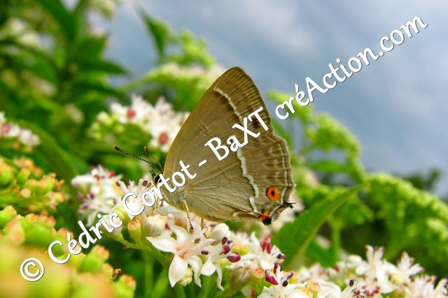 Impression sur alu dibond - Le petit monde du Vivant (ref Pap (22))