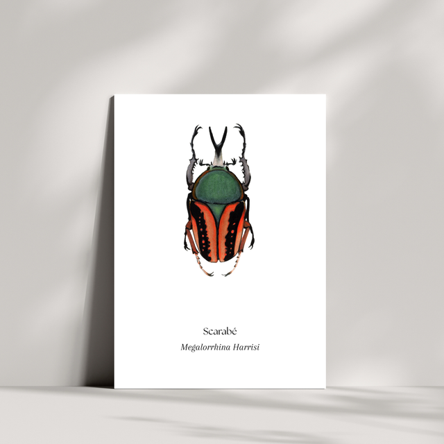Cartes - Scarabé
