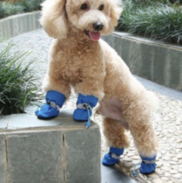 Pet shoes 