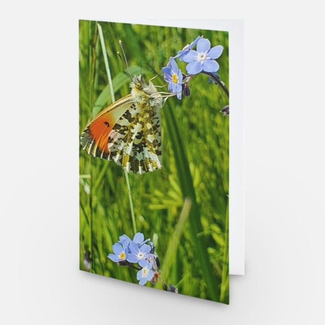 Orange-tip butterfly on forget me nots flowers greeting card