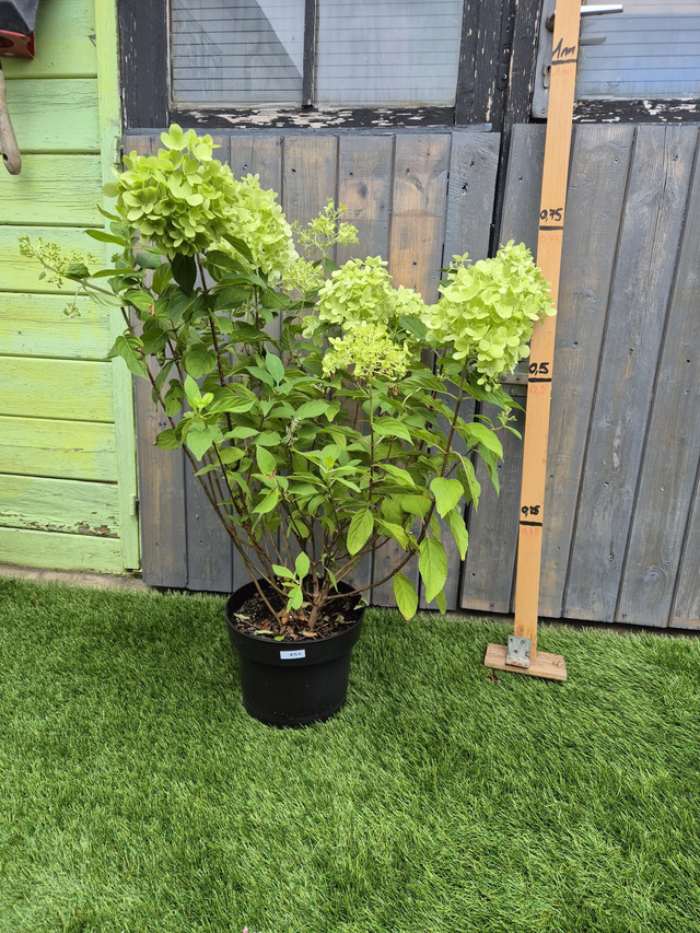 Hortensia paniculata pot 23cm