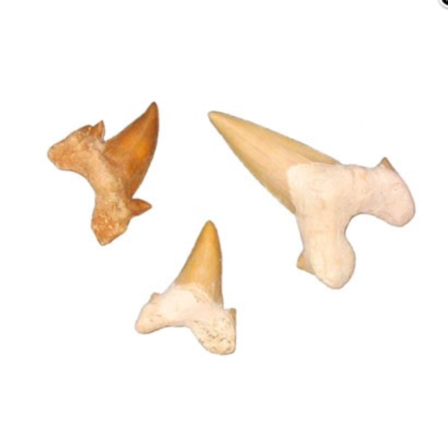 Dent de requin fossilisée 