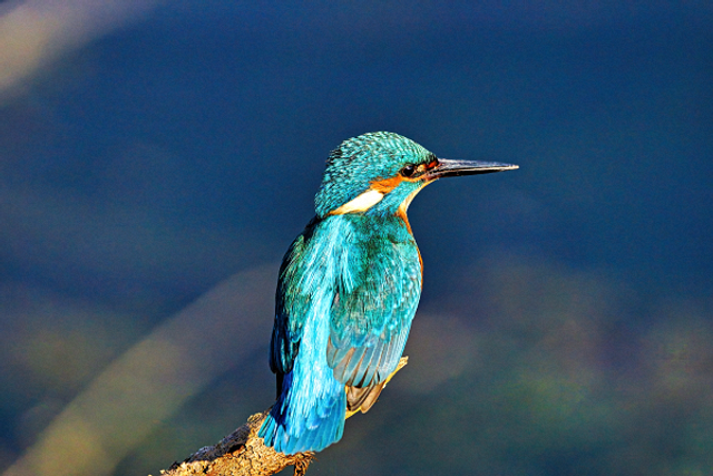 Martin pecheur sur une branche