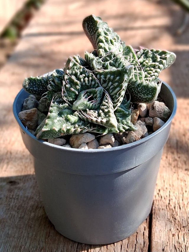 D102 . Faucaria felina subs. tuberculosa cv. Super Warty