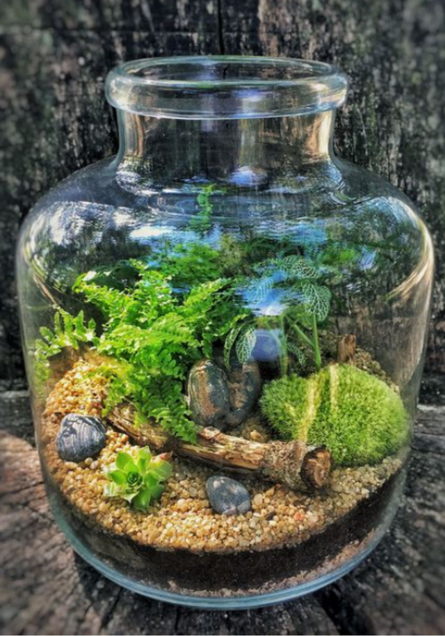 Terrarium creation guide