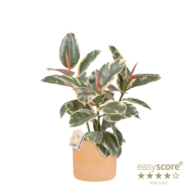 C09 . Ficus elastica 'Belize'