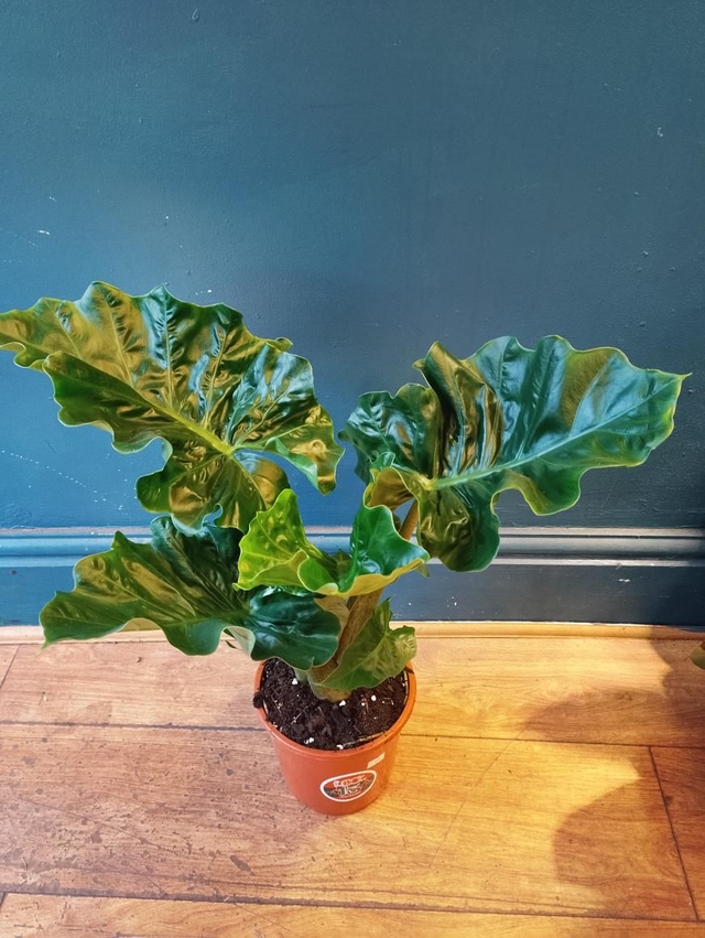 Alocasia low rider in 17cm pot 