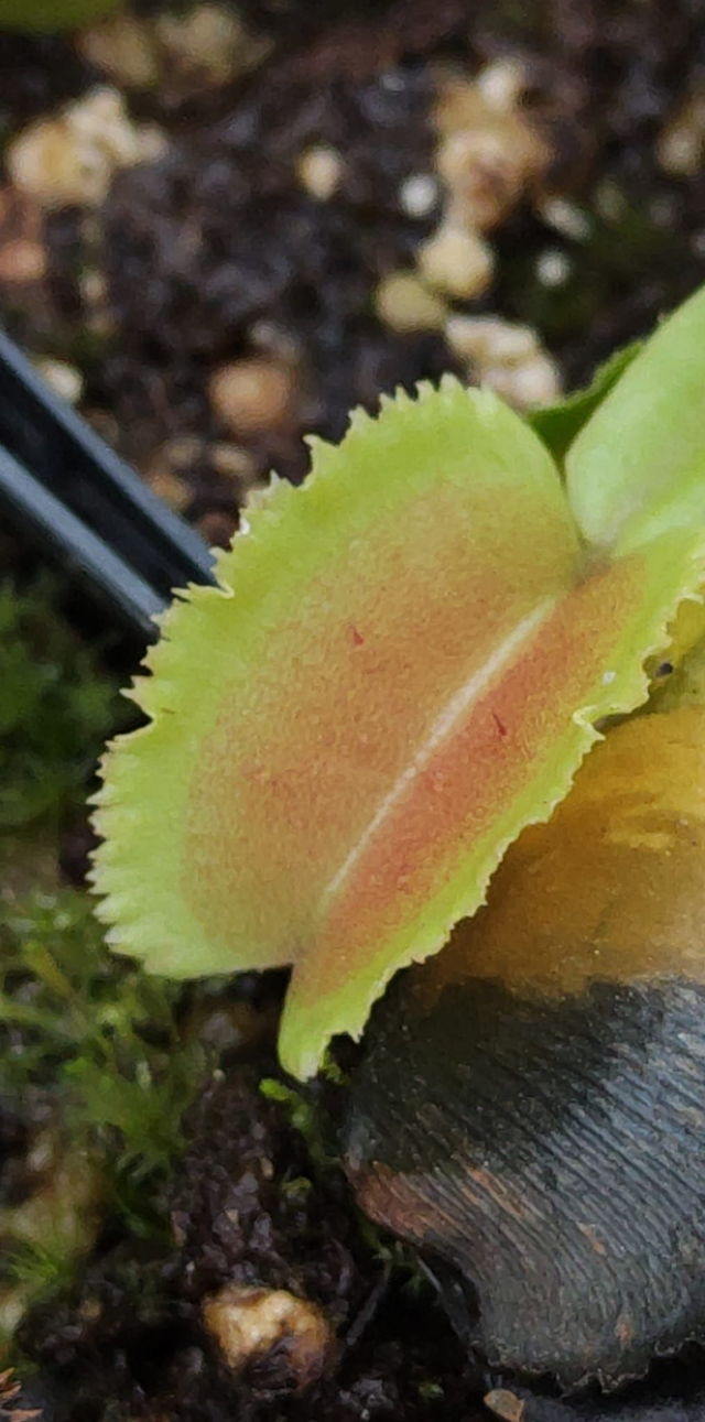 Dionaea muscipula ‘Whale’