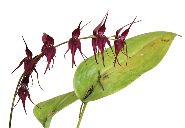 Defender from the Dark Essence