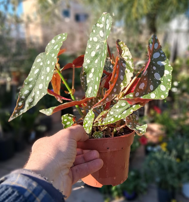 B117 . Begonia maculata vaso 12