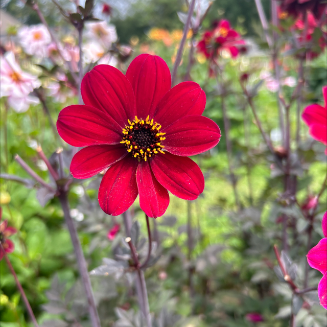 Bishop of Auckland 169