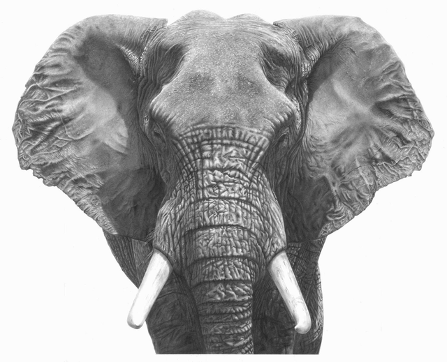 Elephant II Limited Edition Print