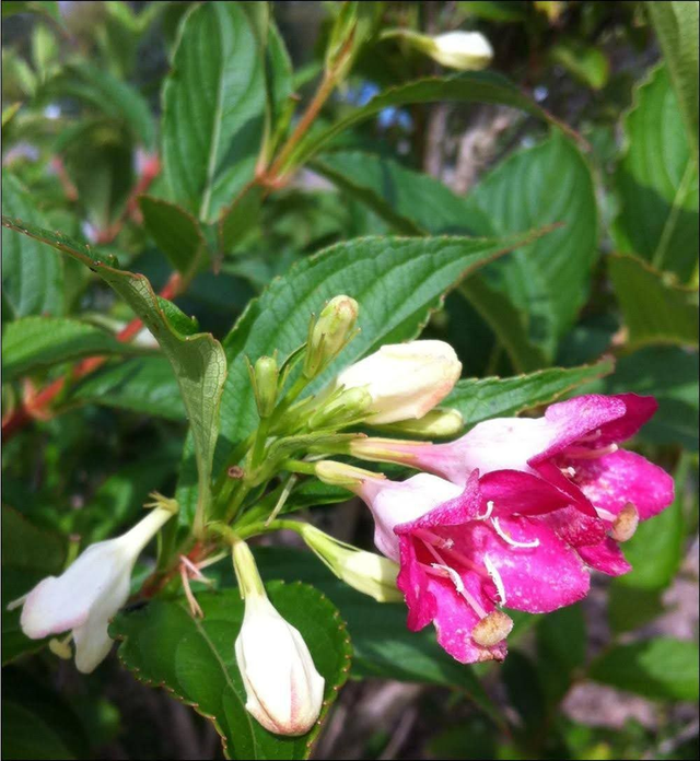 Weigela Florida 'Darts colour dream' - 1ltr pot