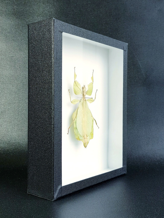 Cryptophyllium celebicum