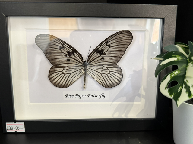 Rice Paper Butterfly