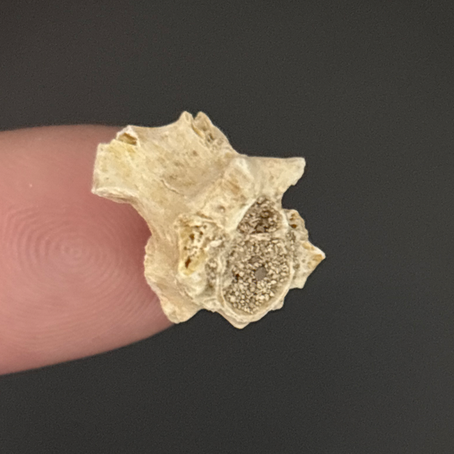 Palaeophis Snake Vertebra 