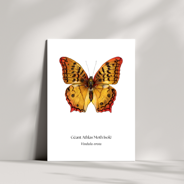 Cartes - Géant Atlas Moth Isolé