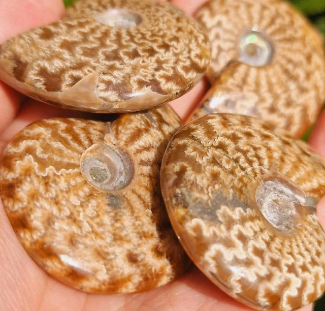 Ammonites Small 28g-35g