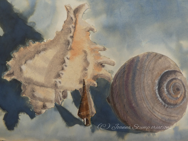 Open Edition Fine Art Print. "Shell Study 1" 