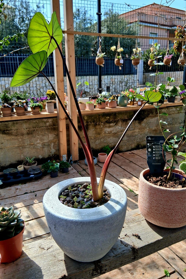 I01 . Colocasia Green Magic in "Cachpot MILTO"