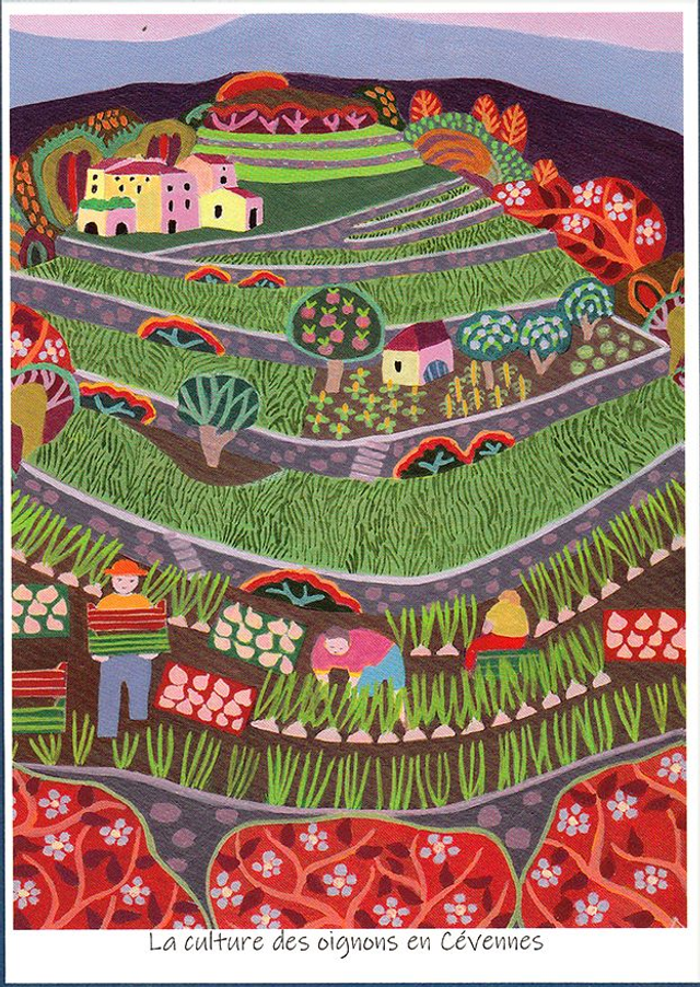 Carte postale La culture des oignons