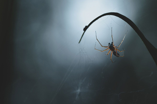 Le bois de la pénombre